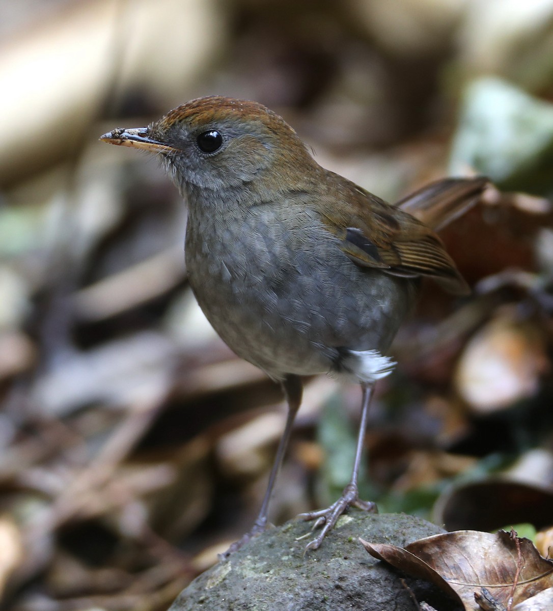 Ruddy-capped Nightingale-Thrush - Hal and Kirsten Snyder