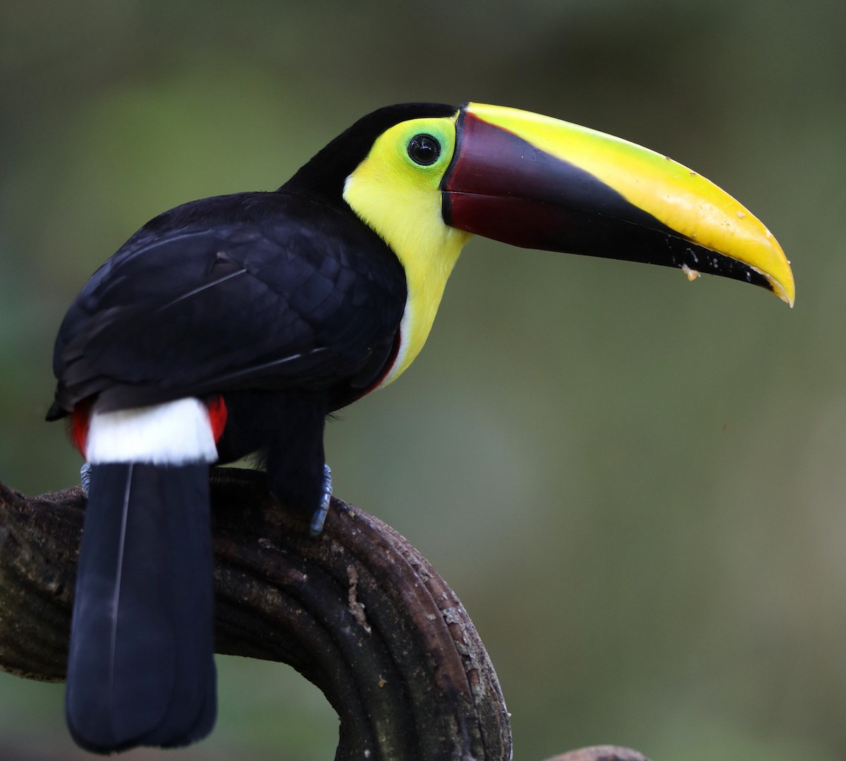 Yellow-throated Toucan (Chestnut-mandibled) - Hal and Kirsten Snyder