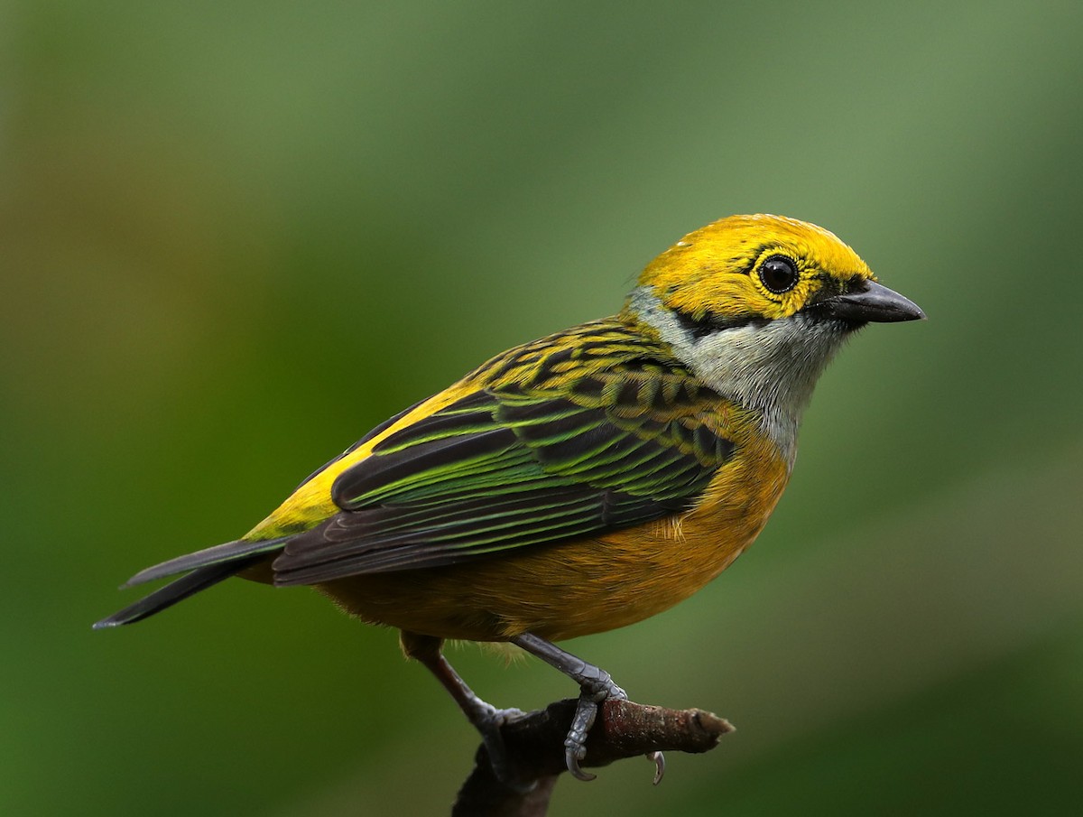 Silver-throated Tanager - Hal and Kirsten Snyder