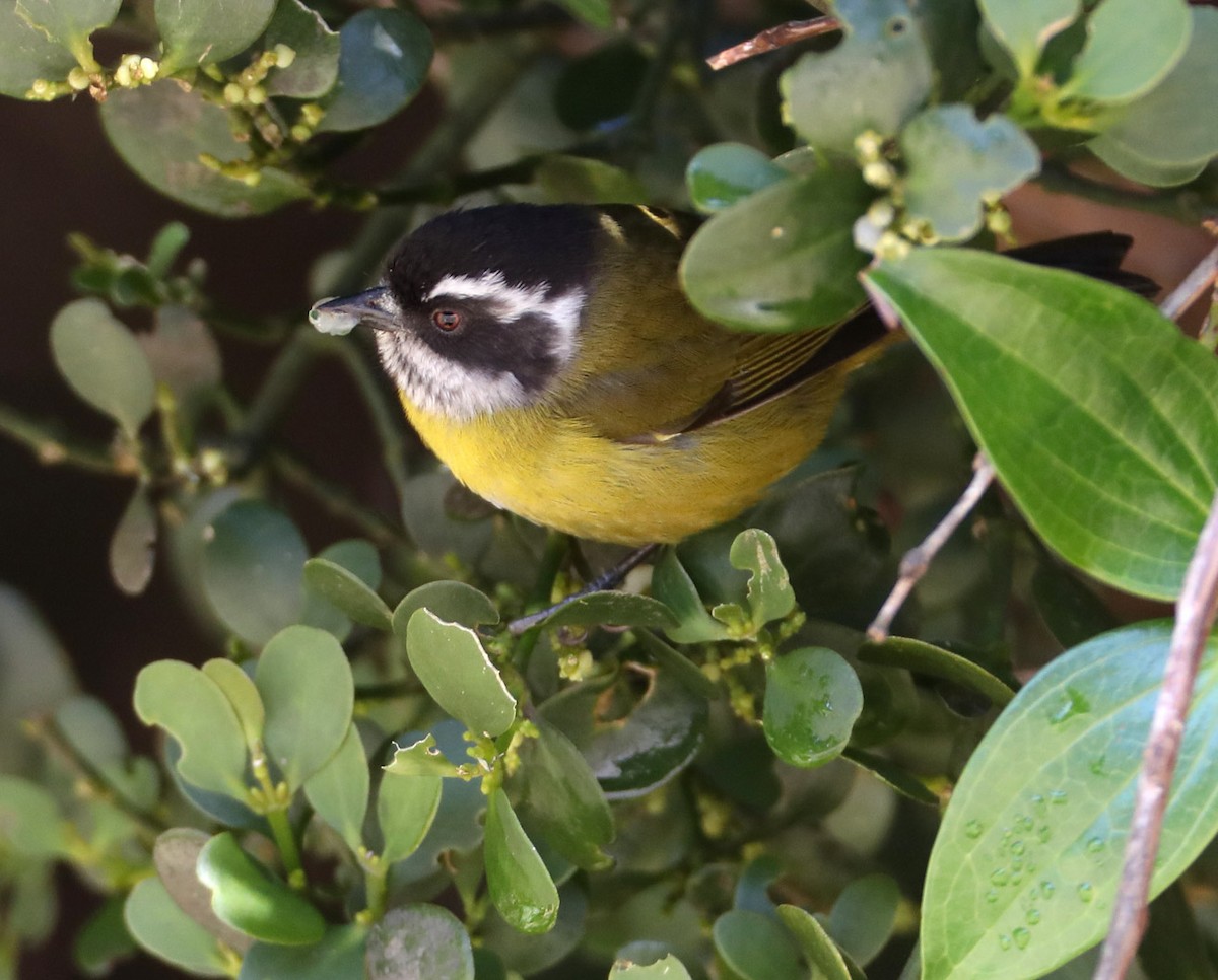 Sooty-capped Chlorospingus - ML204413351