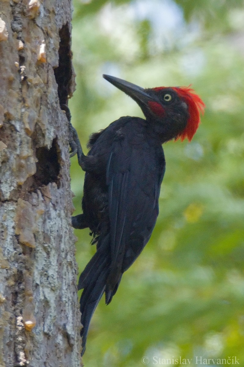 Andaman Woodpecker - ML204413691