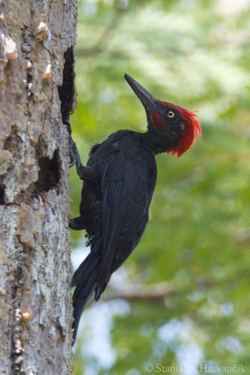 Andaman Woodpecker - Stanislav Harvančík