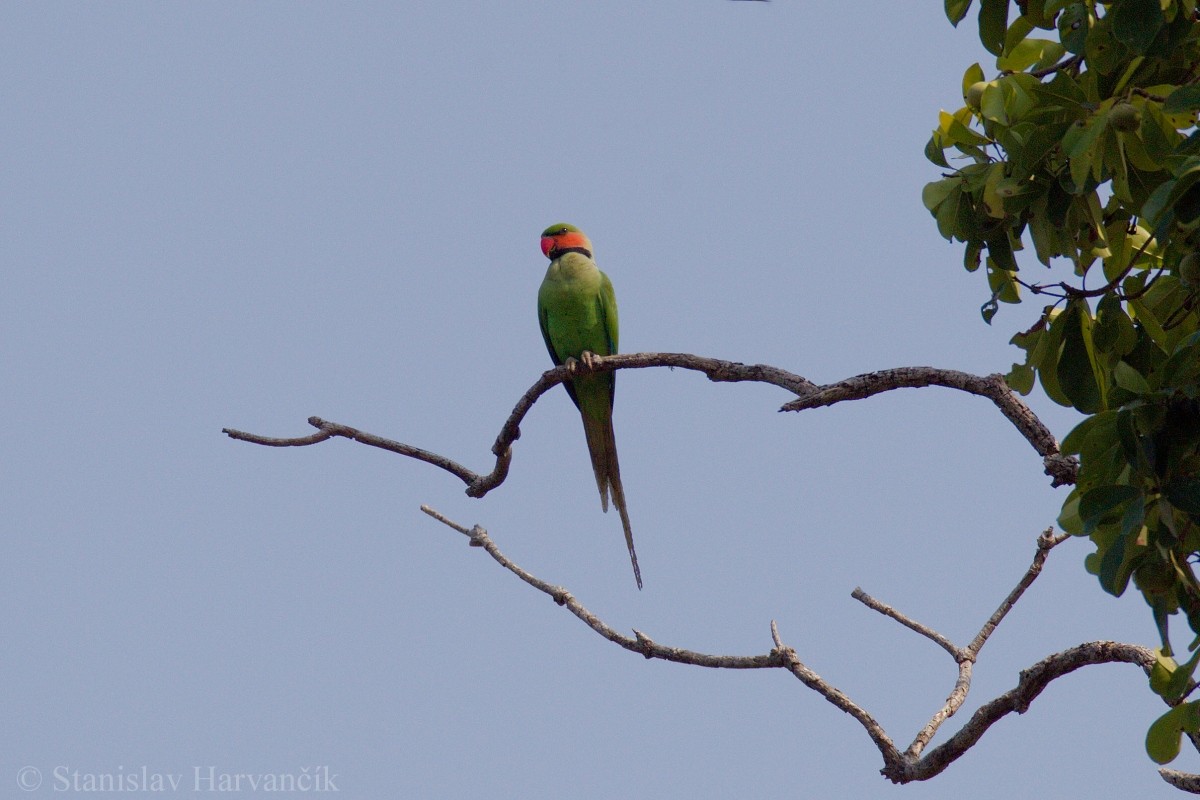Long-tailed Parakeet (Andaman) - ML204413751