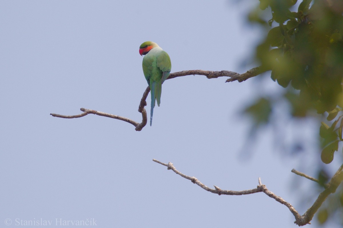 Long-tailed Parakeet (Andaman) - ML204413761