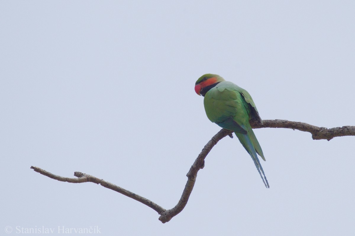 Long-tailed Parakeet (Andaman) - ML204413771