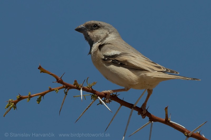 Desert Sparrow - ML204414341