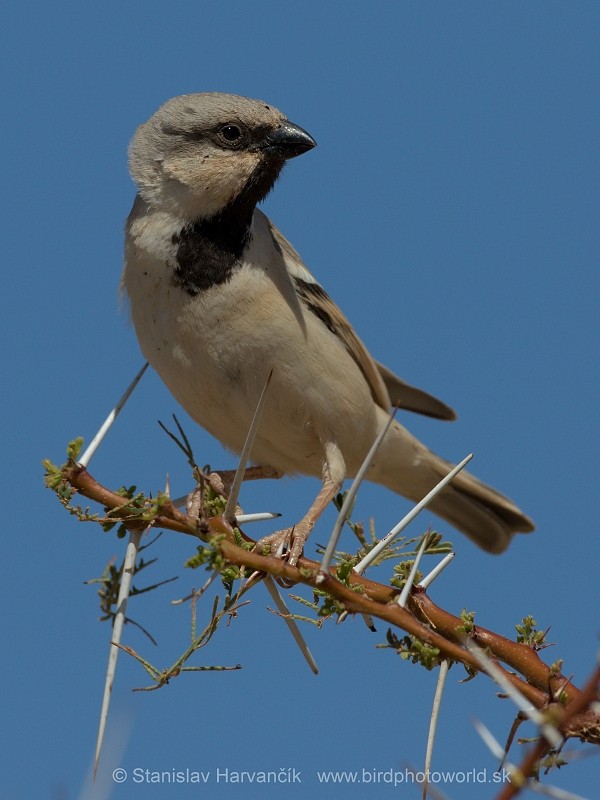 Desert Sparrow - ML204414351