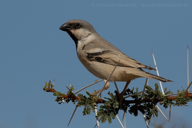 Desert Sparrow - ML204414361