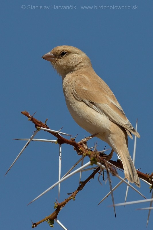 Desert Sparrow - ML204414411
