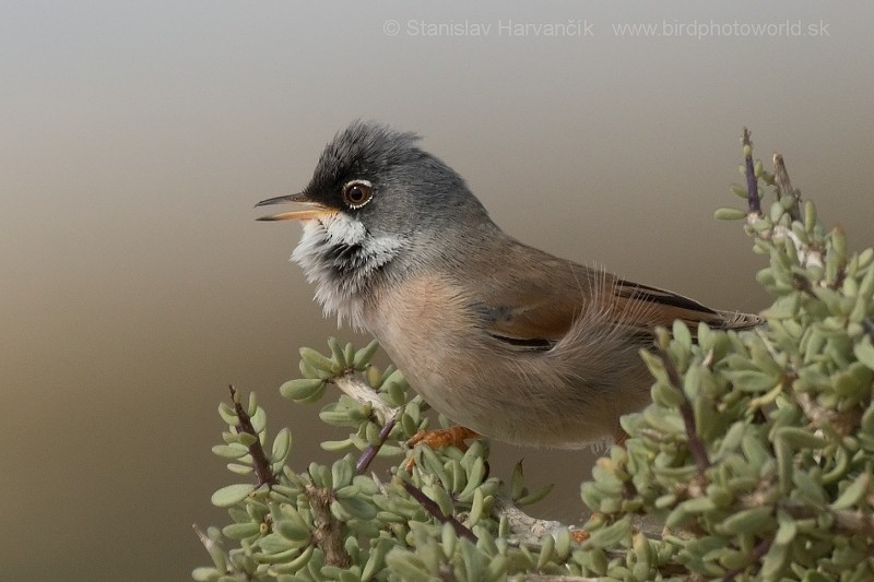 Spectacled Warbler - ML204414471