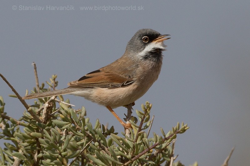 Spectacled Warbler - ML204414481