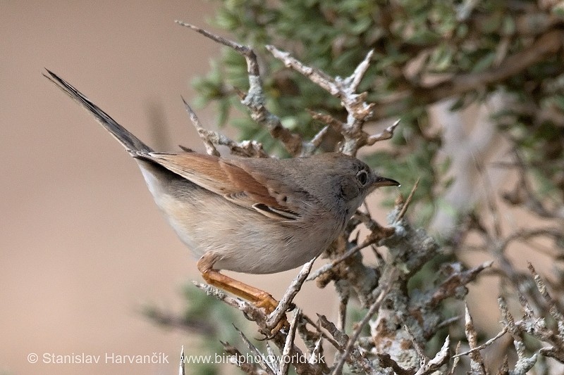 Spectacled Warbler - ML204414531