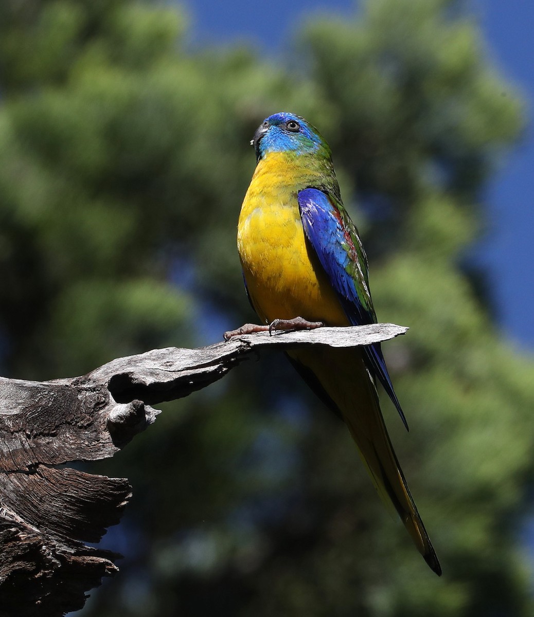 Turquoise Parrot - ML204414601