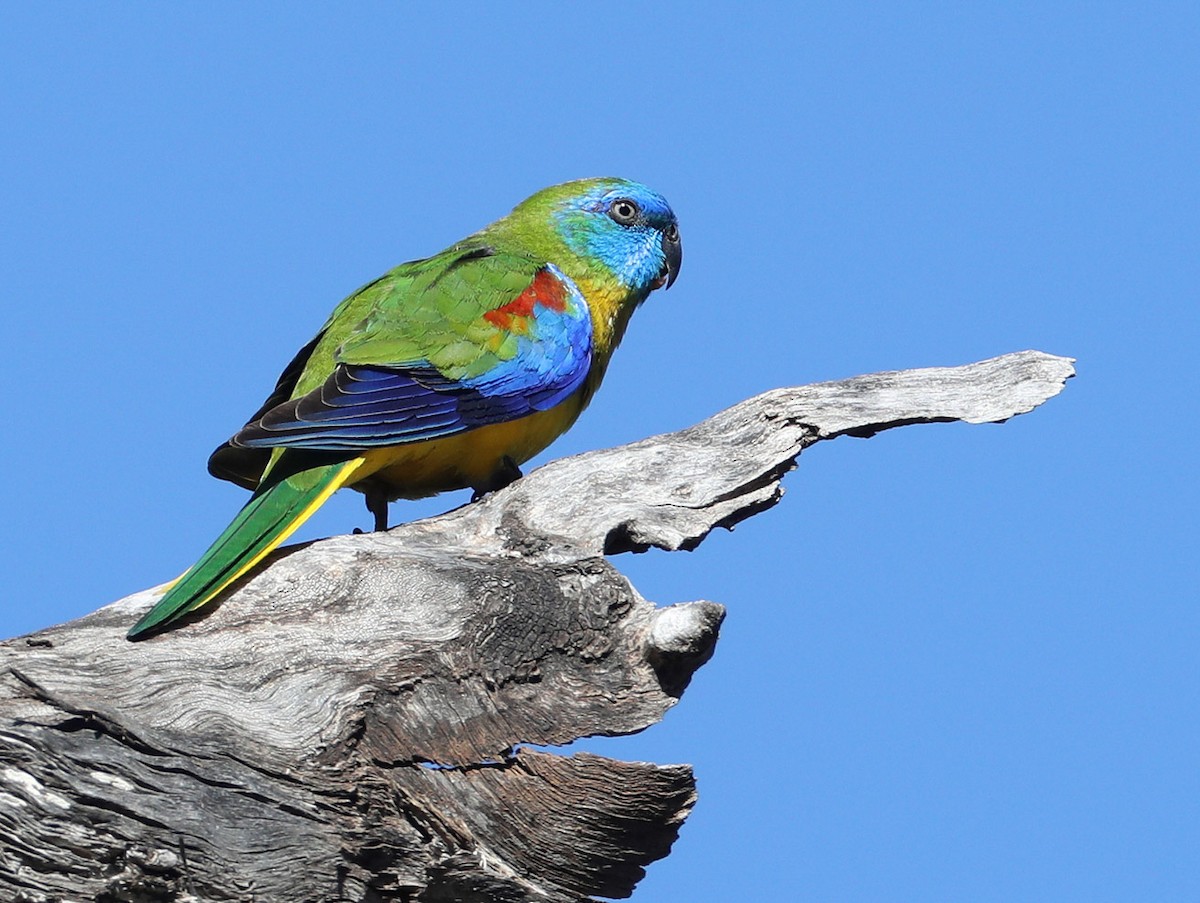 Turquoise Parrot - ML204414611