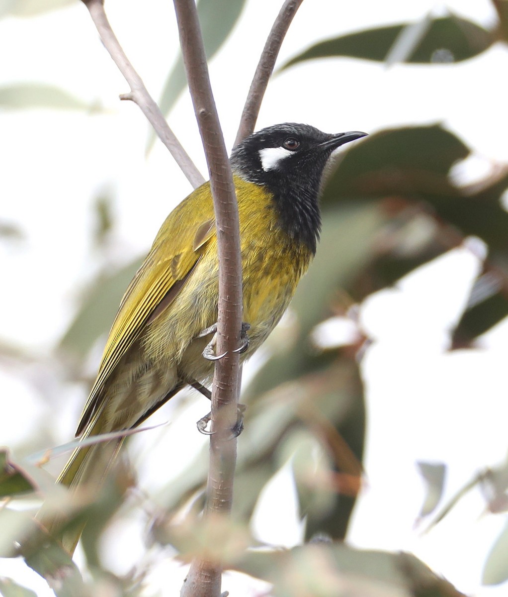 White-eared Honeyeater - Hal and Kirsten Snyder