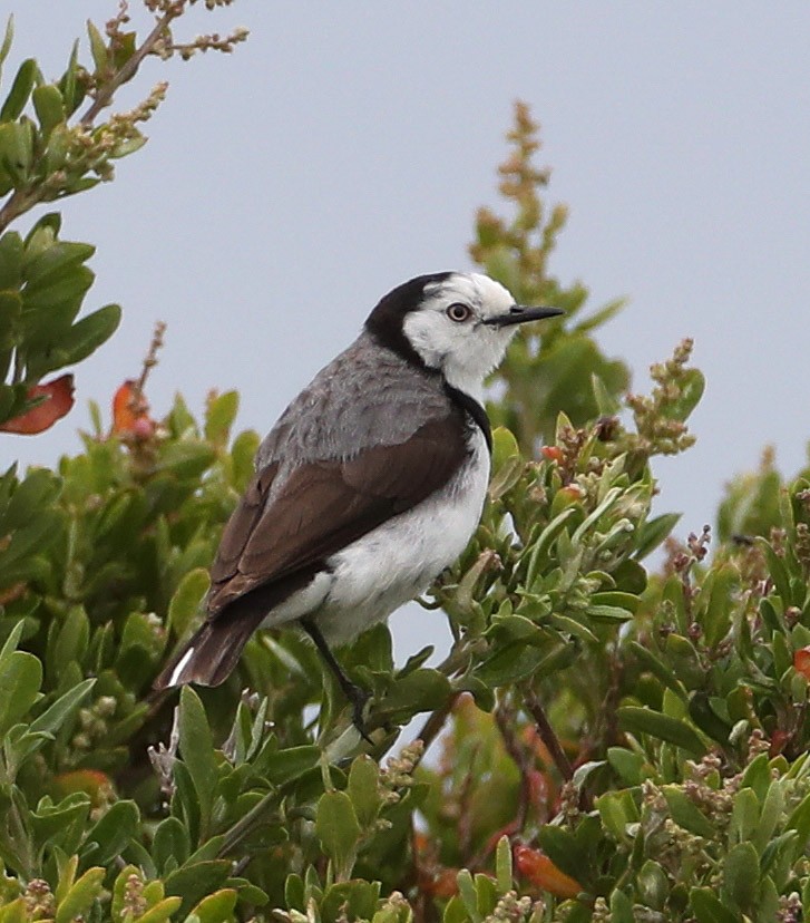 White-fronted Chat - Hal and Kirsten Snyder