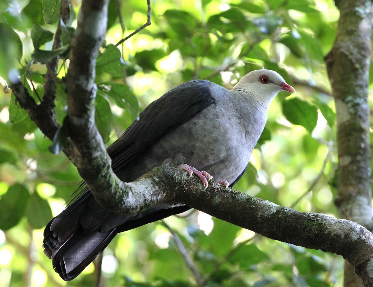 White-headed Pigeon - Hal and Kirsten Snyder
