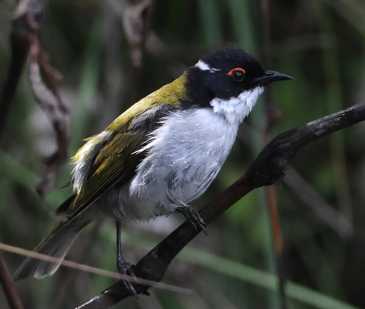 White-naped Honeyeater - Hal and Kirsten Snyder