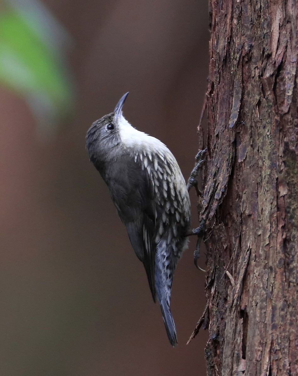 White-throated Treecreeper - Hal and Kirsten Snyder