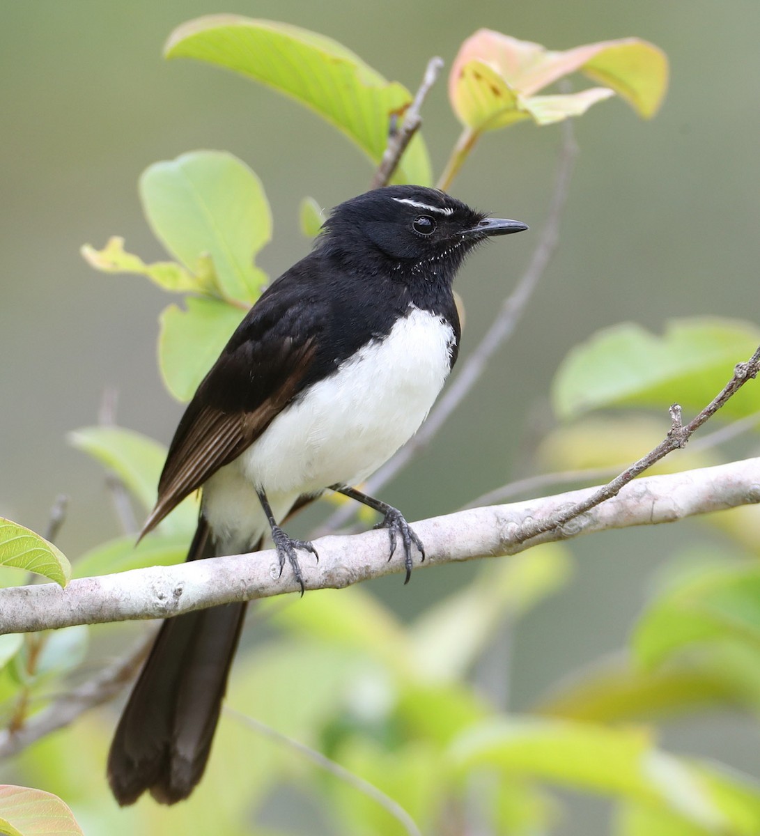 Willie-wagtail - Hal and Kirsten Snyder