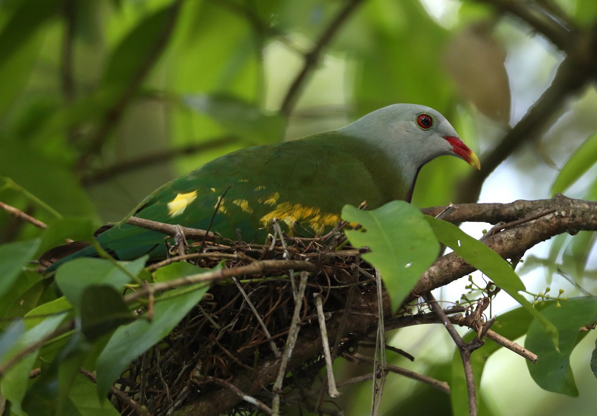 Wompoo Fruit-Dove - Hal and Kirsten Snyder