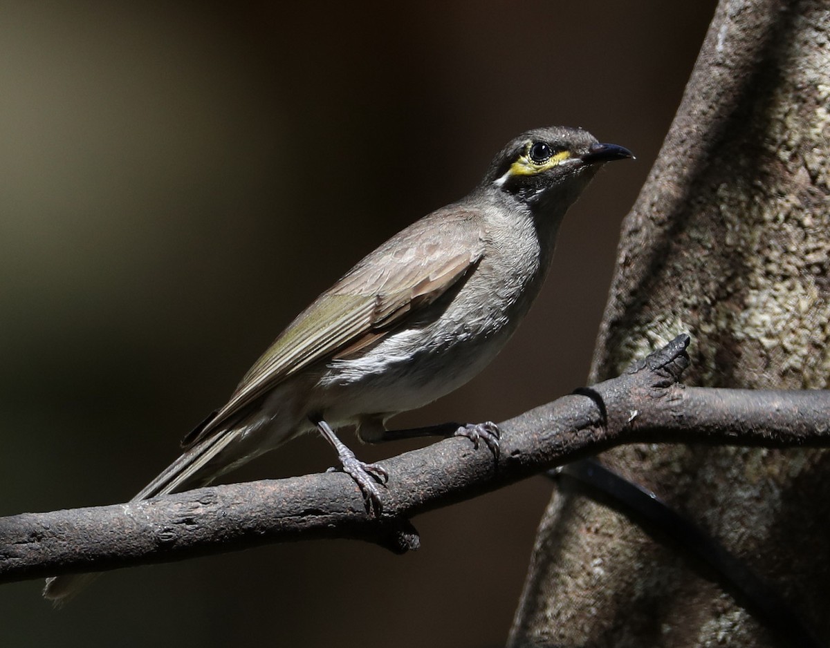 Yellow-faced Honeyeater - Hal and Kirsten Snyder