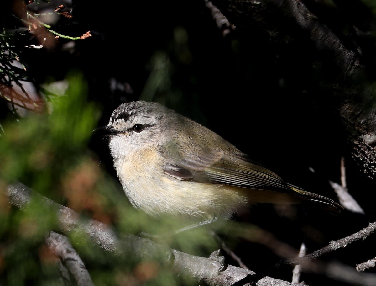 Yellow-rumped Thornbill - Hal and Kirsten Snyder