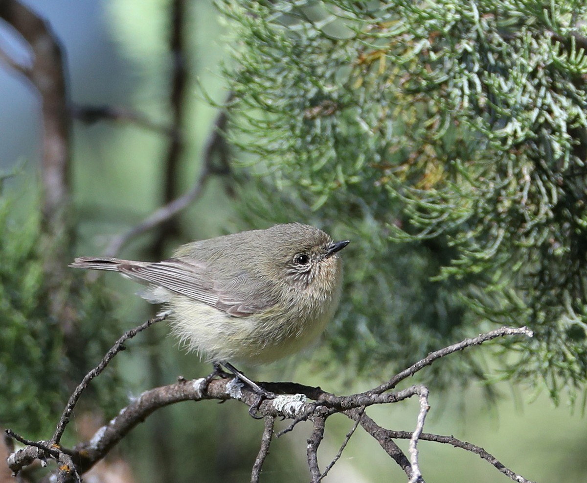 Yellow Thornbill - Hal and Kirsten Snyder