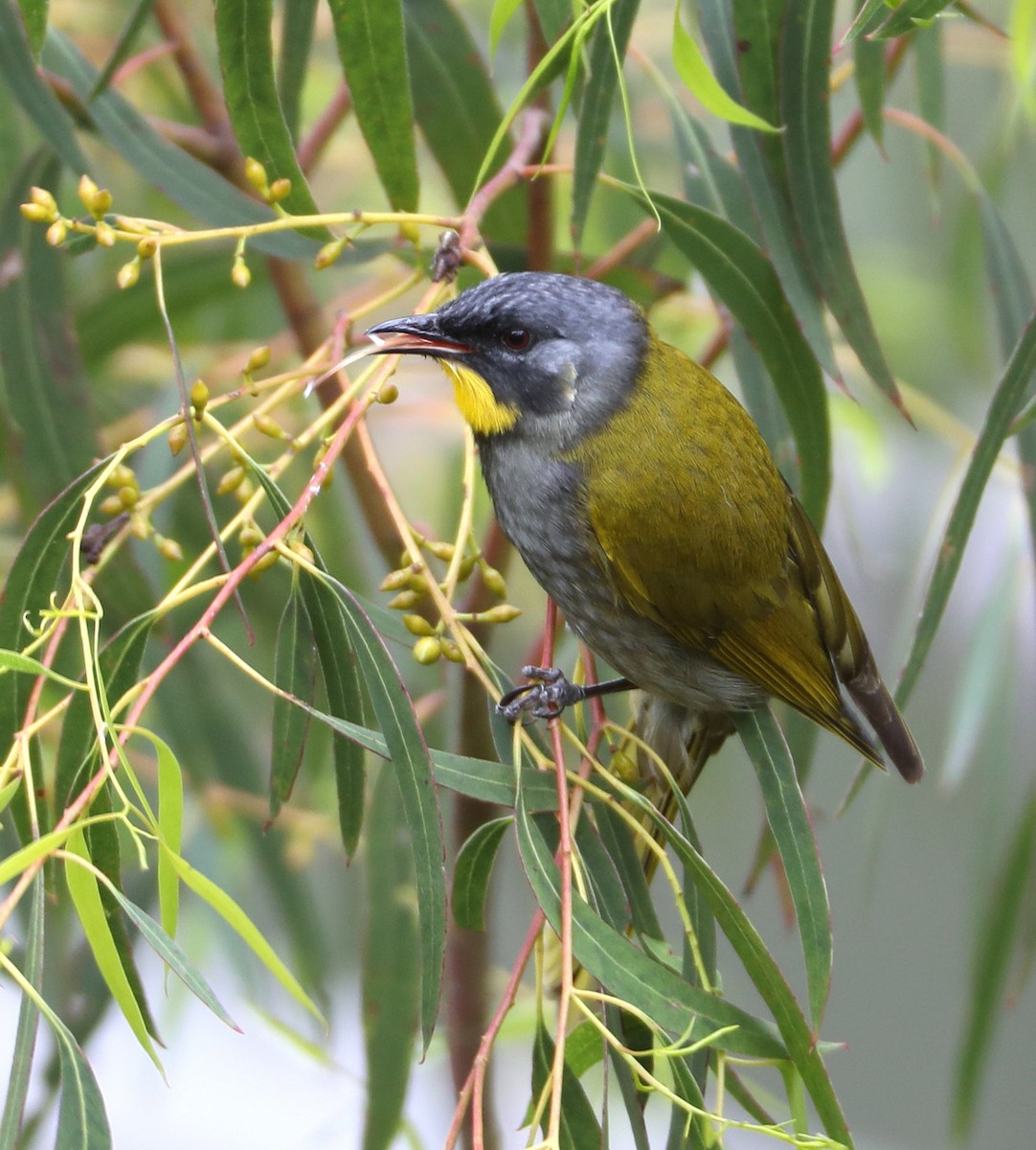 Yellow-throated Honeyeater - Hal and Kirsten Snyder