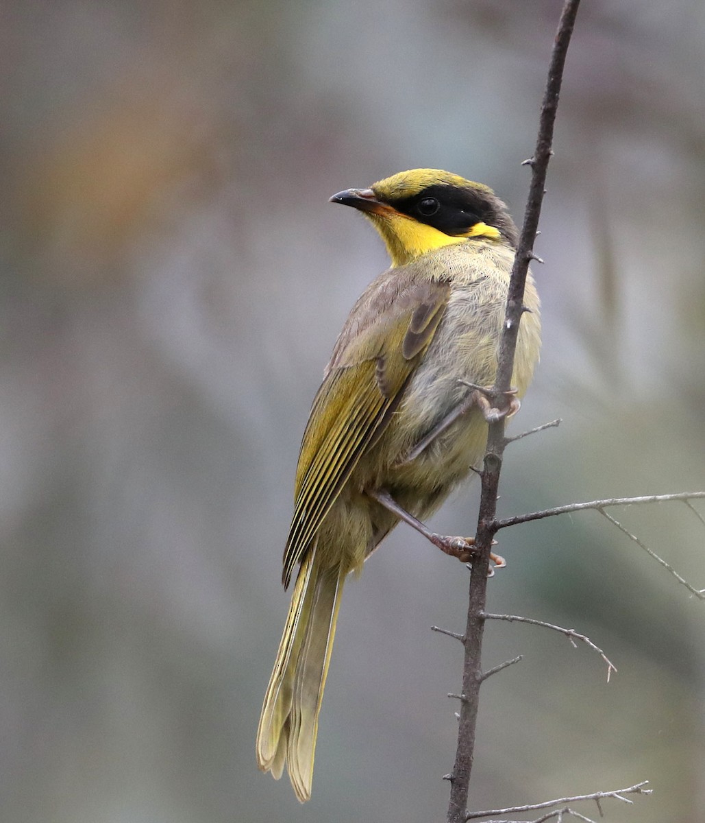Yellow-tufted Honeyeater - Hal and Kirsten Snyder