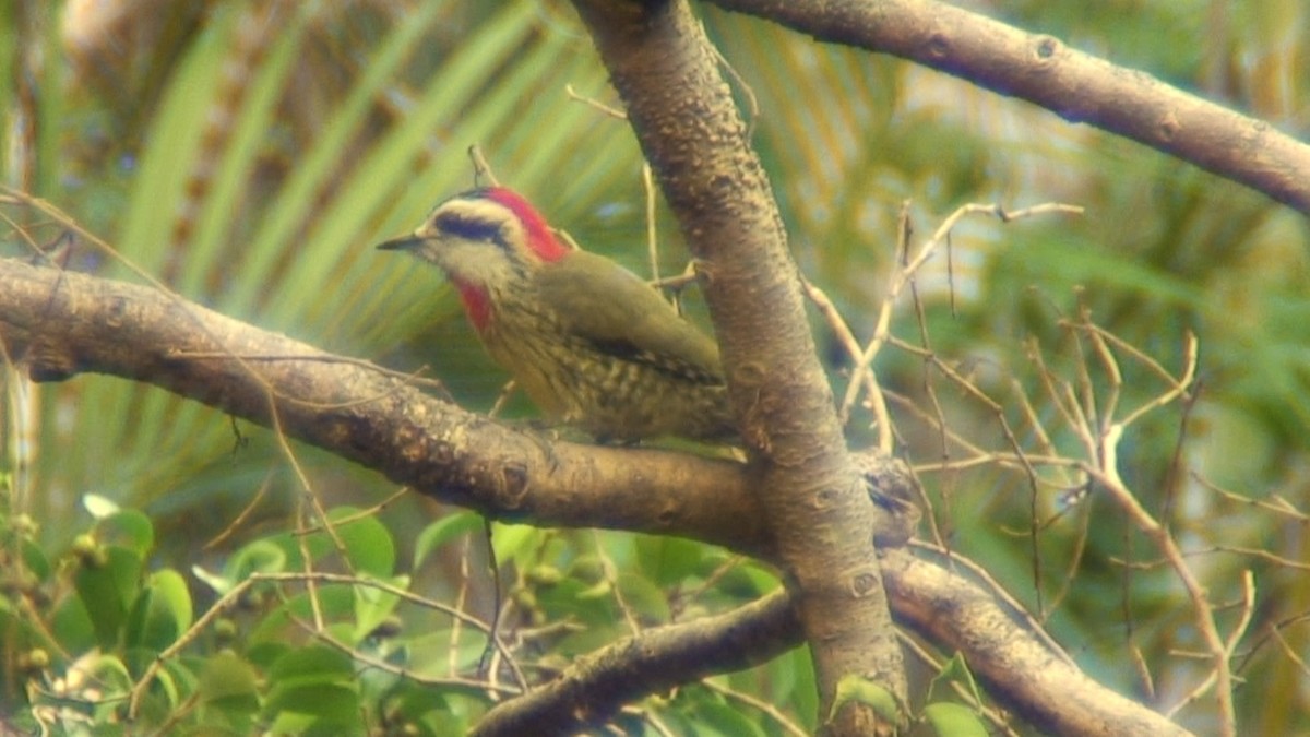 Cuban Green Woodpecker - Joe Angseesing