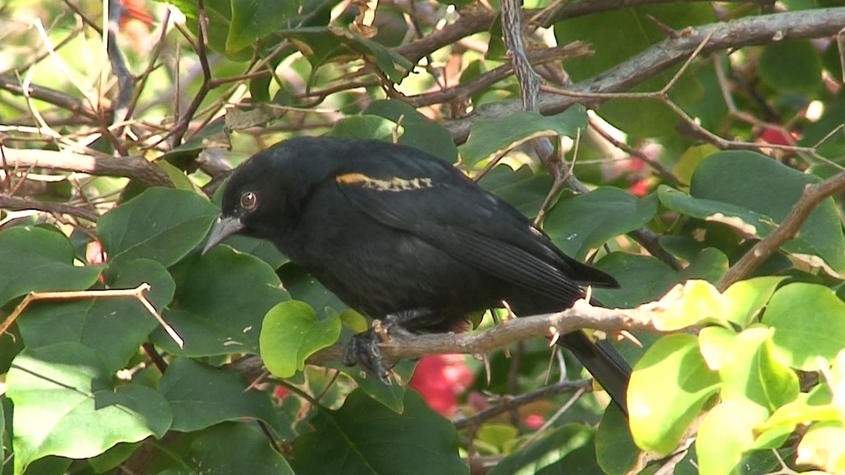 Tawny-shouldered Blackbird - ML204415131