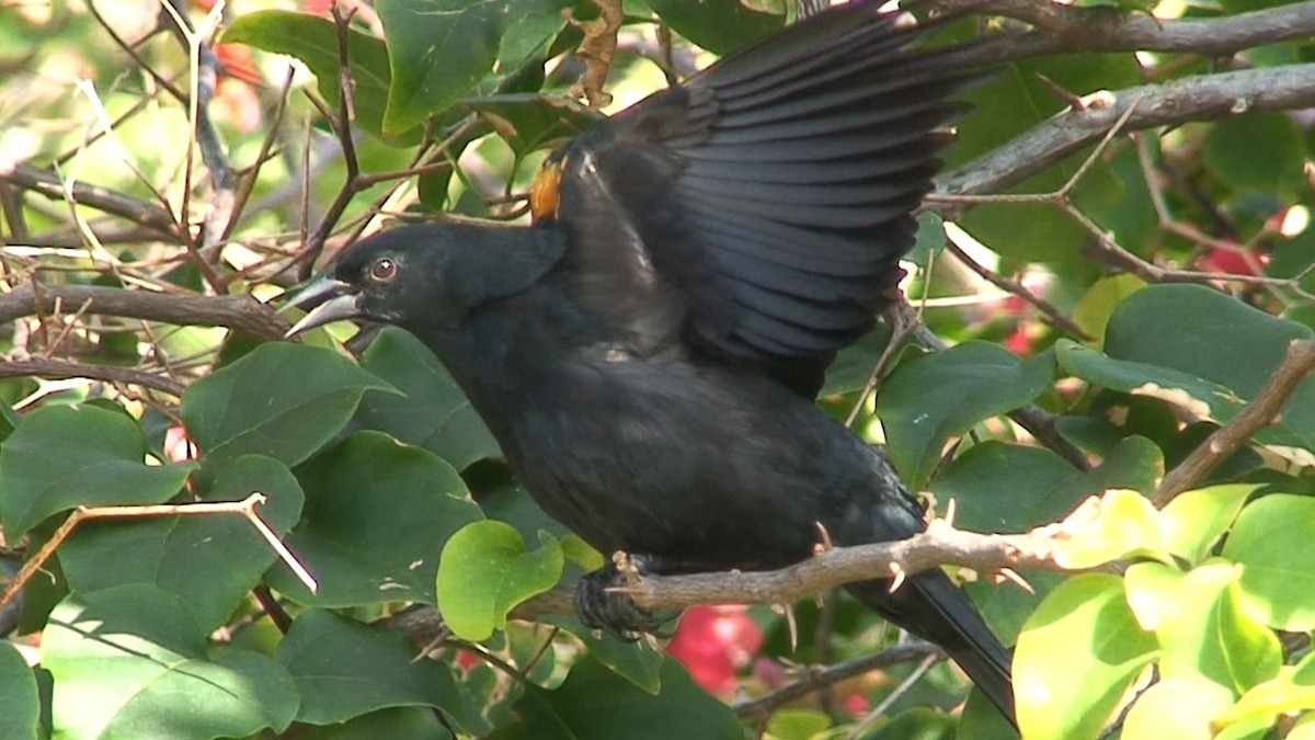 Tawny-shouldered Blackbird - ML204415141