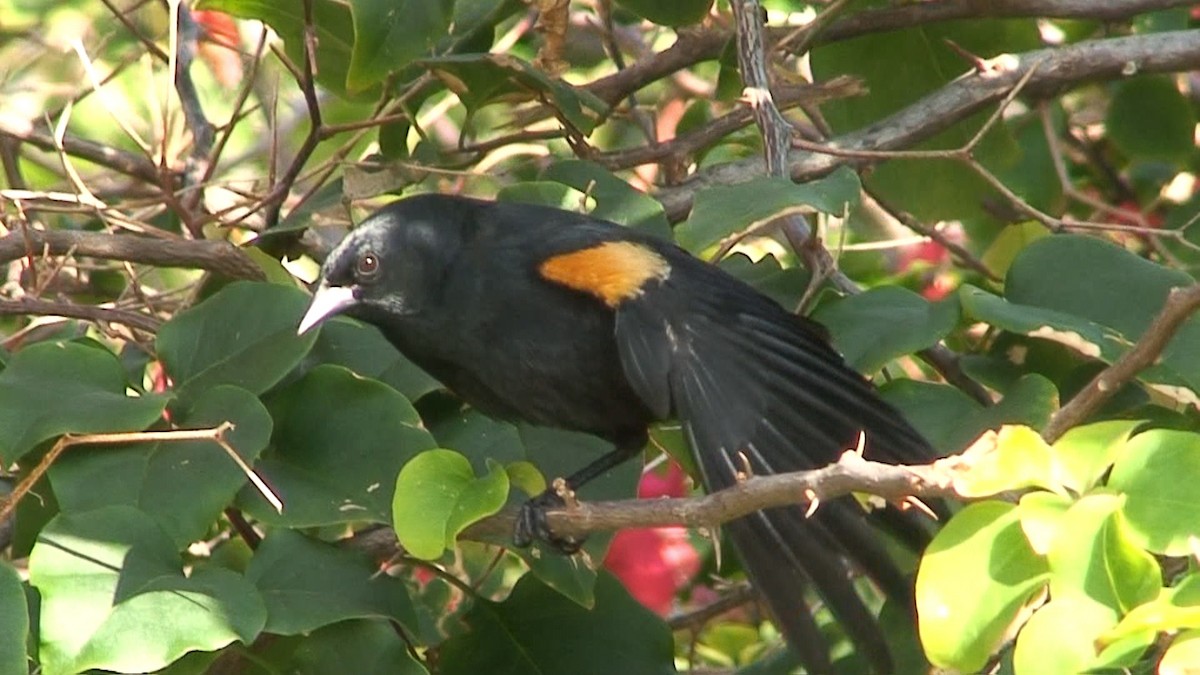 Tawny-shouldered Blackbird - ML204415151