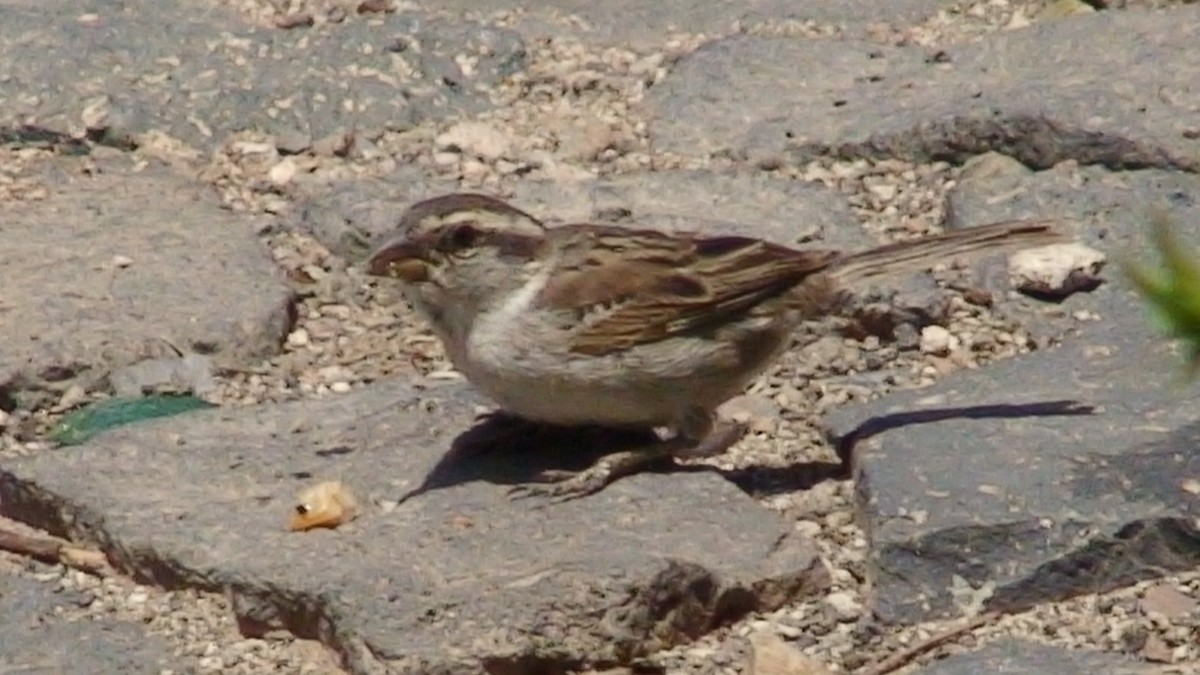 Cape Verde Sparrow - Joe Angseesing