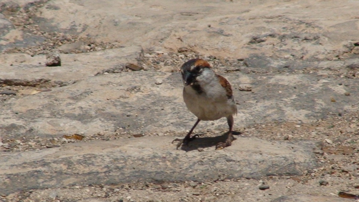 Cape Verde Sparrow - ML204415251
