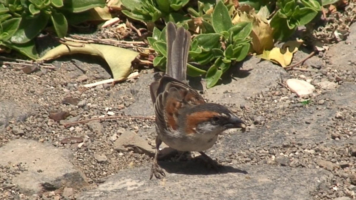 Cape Verde Sparrow - ML204415261