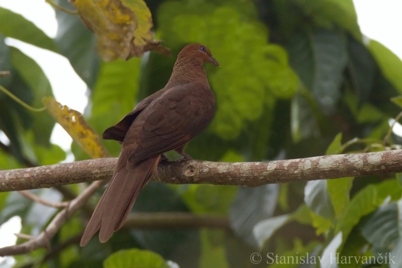 Andaman Cuckoo-Dove - ML204415431