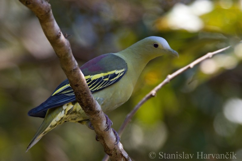 Andaman Green-Pigeon - ML204415491