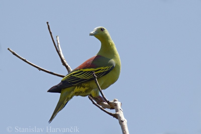 Andaman Green-Pigeon - ML204415511