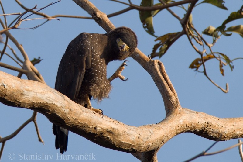 Andaman Serpent-Eagle - ML204415561