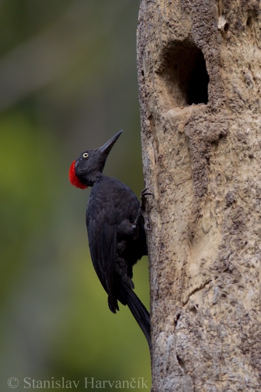 Andaman Woodpecker - ML204415621