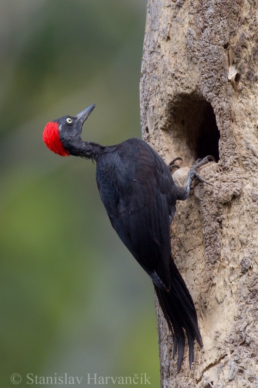 Andaman Woodpecker - Stanislav Harvančík