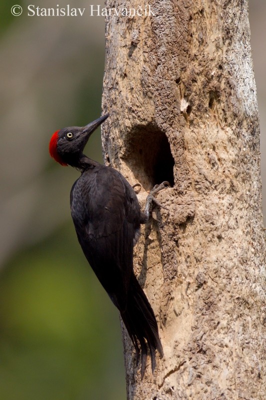 Andaman Woodpecker - ML204415641