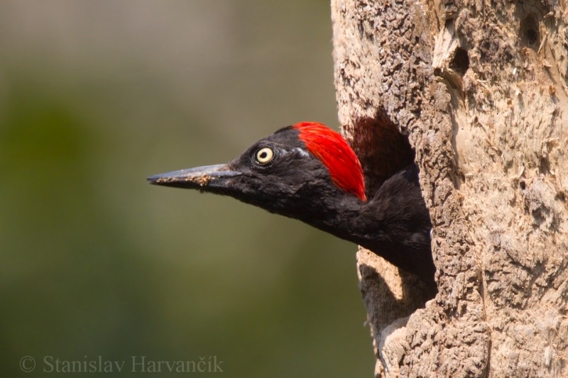 Andaman Woodpecker - ML204415661