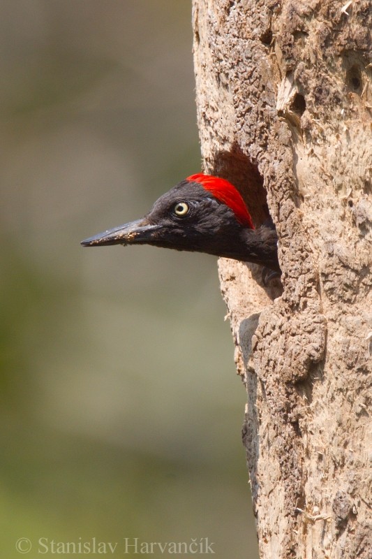 Andaman Woodpecker - ML204415671