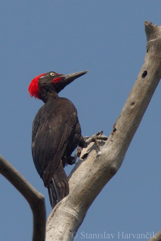 Andaman Woodpecker - ML204415681