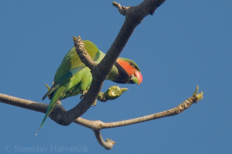 Long-tailed Parakeet (Andaman) - ML204415801