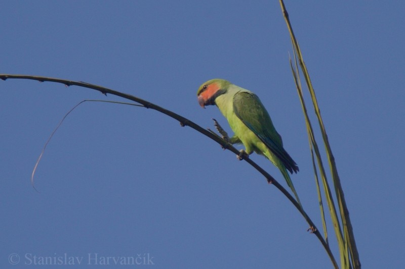 Long-tailed Parakeet (Andaman) - Stanislav Harvančík