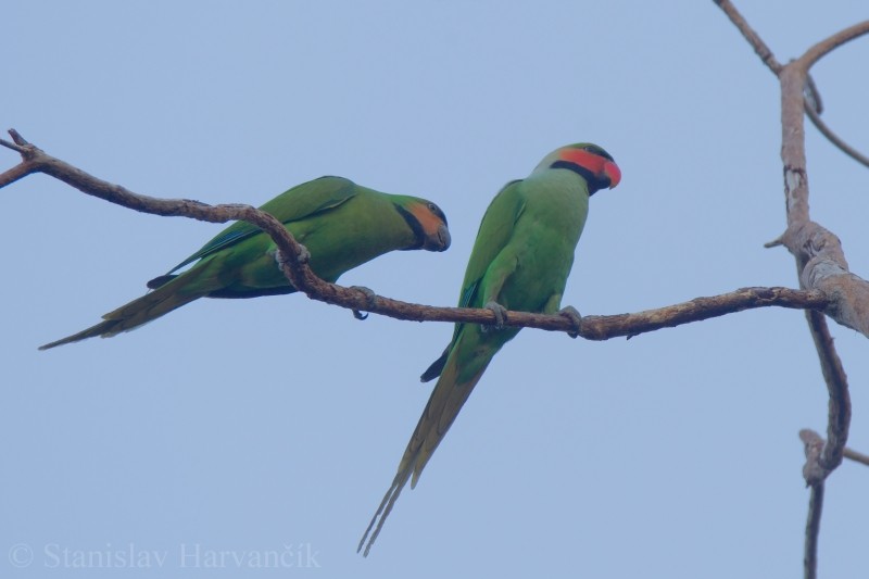 Long-tailed Parakeet (Andaman) - ML204415821